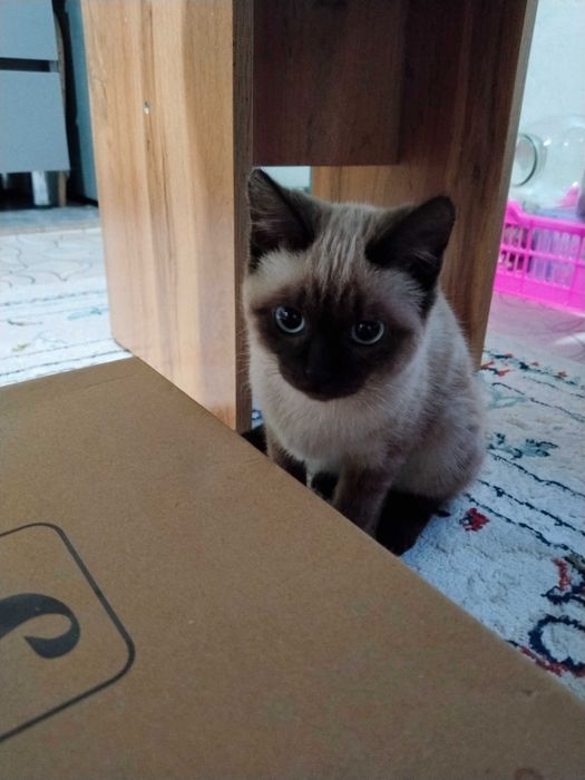 Сиамская кошечка