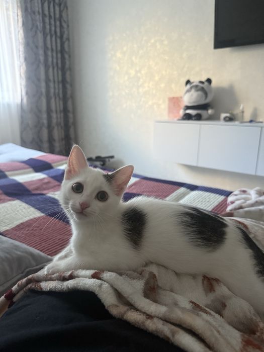 Отдам котика в добрые руки
