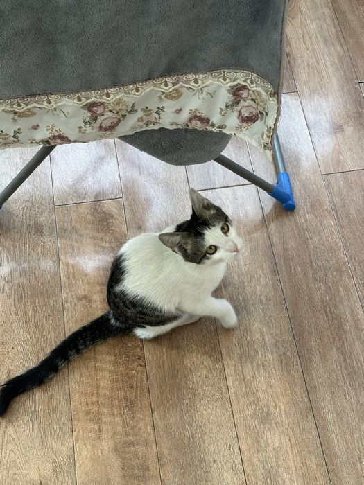 Котенок, мальчик