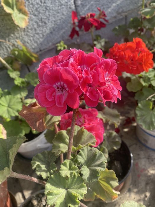 Герани цветущие комнтаные растения