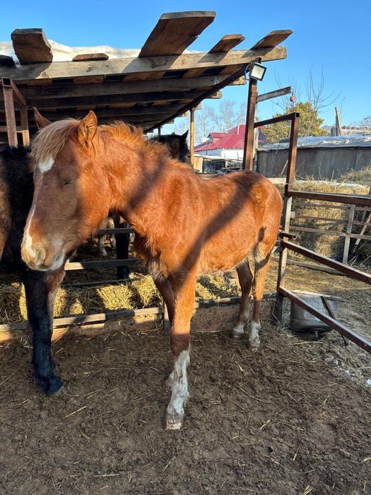 Продаются лошади