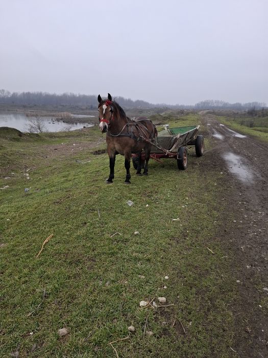 Vand trei cai semi grei
