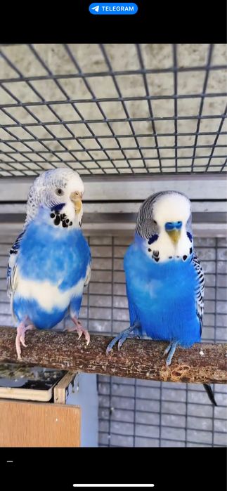 valnistila sotiladi tayyor parla