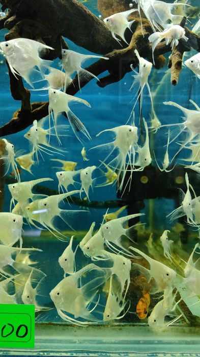 Аквариумные рыбки