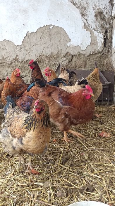 Куры  и  Петушки.