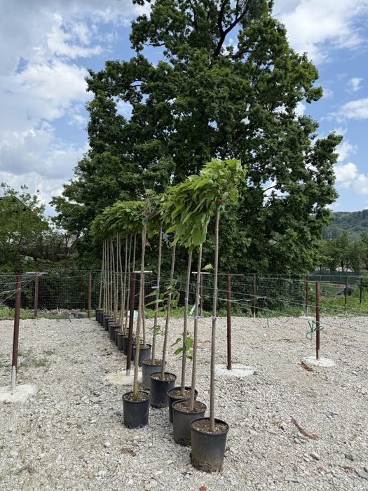 Vand plante ornamentale calitate extra