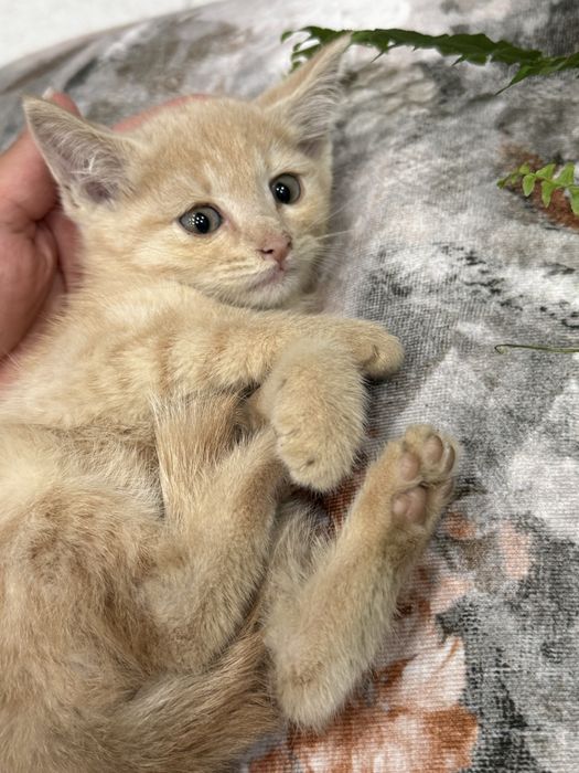 Котенок девочка рыжая кремовая