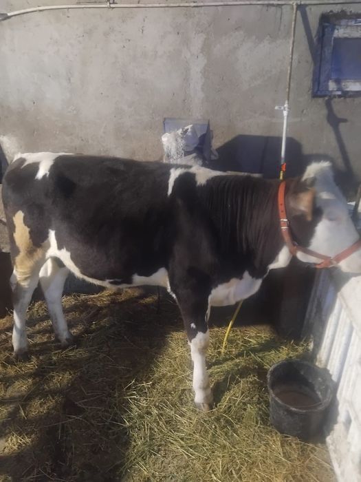 Vand junica baltata românească