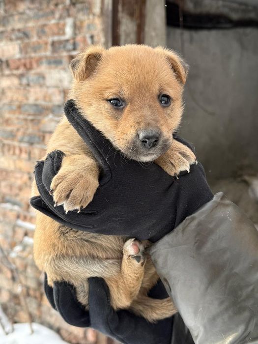 Дарю щенят!        .