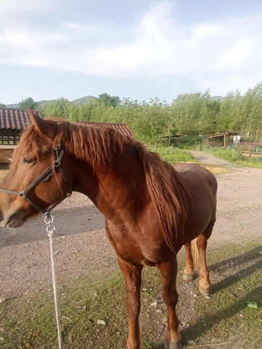 Лошадь лошадьььь