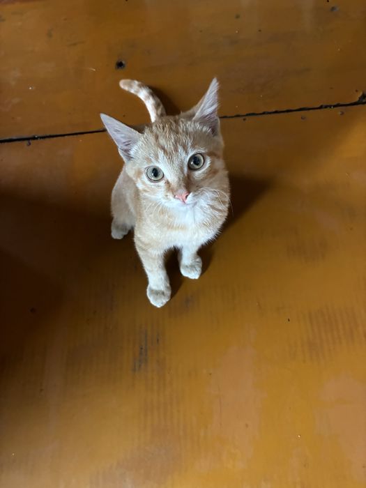 Котенок 4 месяца бесплатно