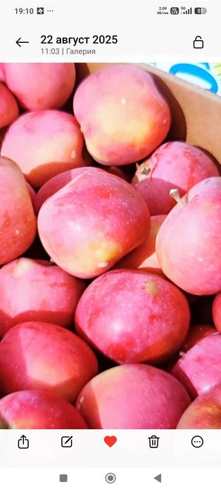 Продавам ябълки градински от Кюстендил