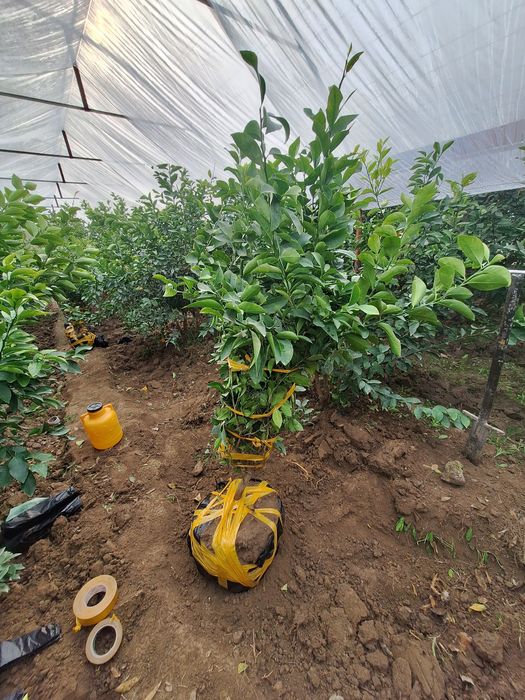 Лимон кучатлар гарантия 199%