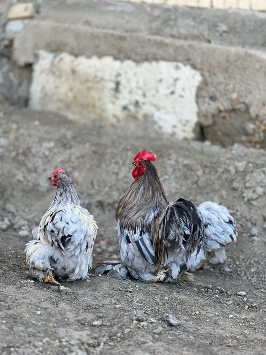 Choynikchalar sotiladi kox