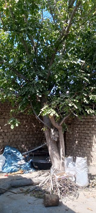 2 Yong'oq daraxti sotiladi