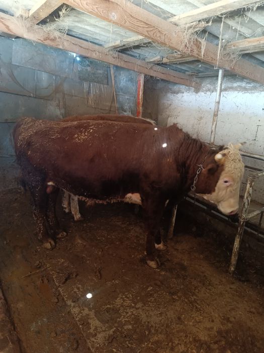 Продам 1.5 годовалых быков