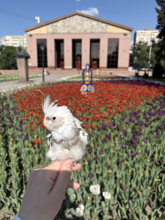 Потерялся попугай корелла