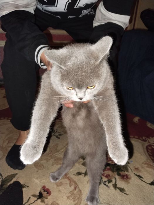 Mushuk 8 oylik qizbala