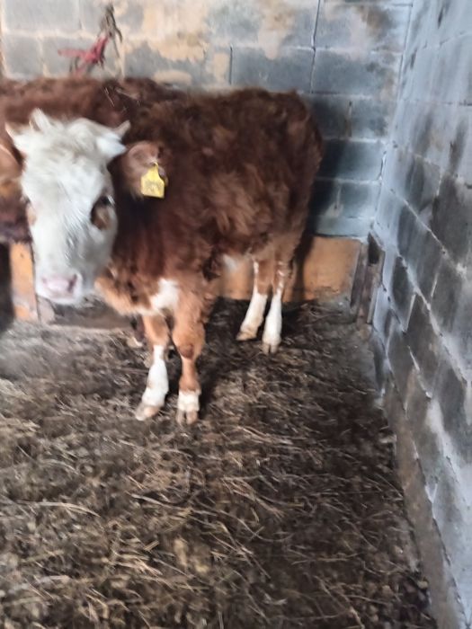 Бычок сатылады!!