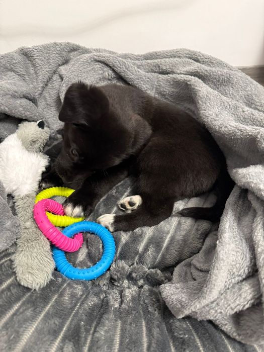 Donez pui labrador -'' Atlas'' isi cauta familie