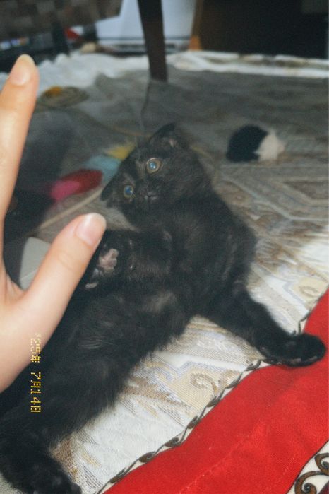 игривые котята в хорошие руки