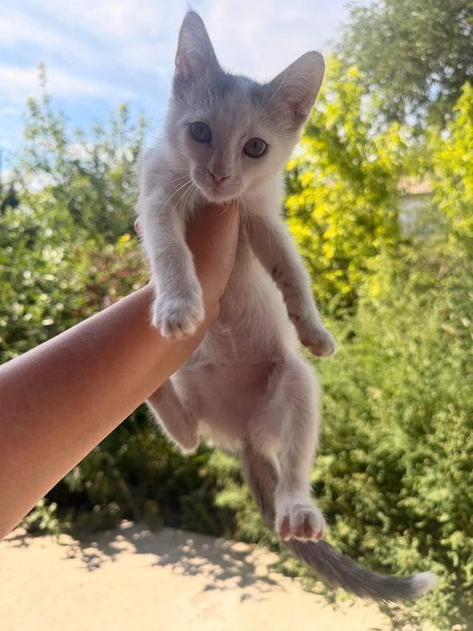 Отдам котенка в добрые руки