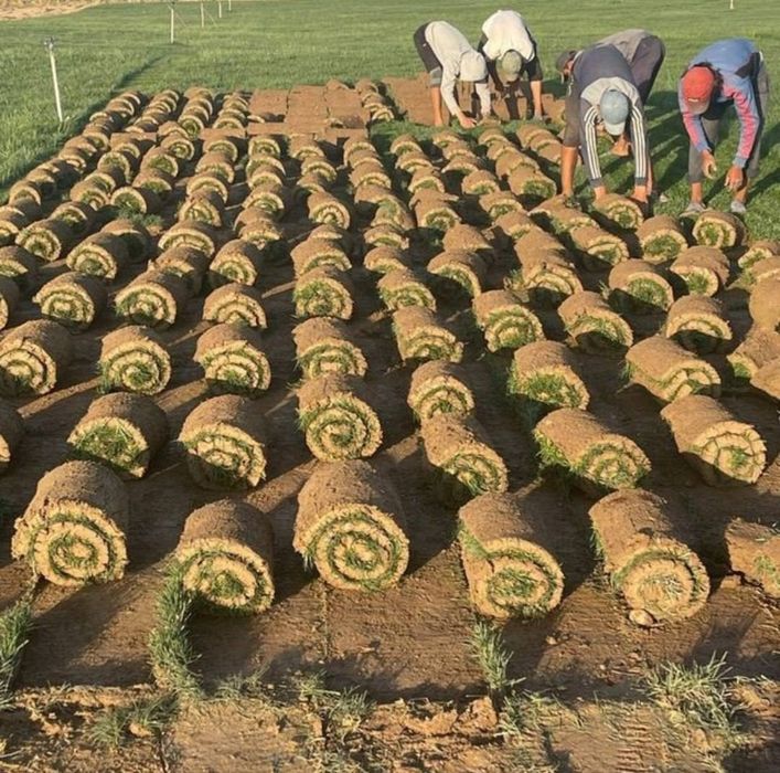 Газон дла вашего агарода