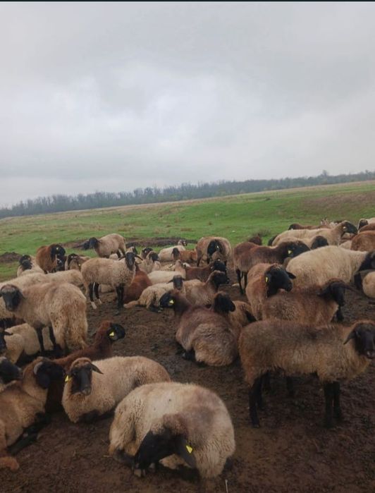 Oferim spre vânzare oi și capre