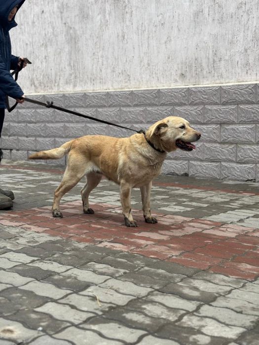 ургашы лабрадор ретривер сатылады