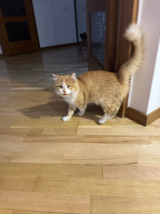 Пушистый рыжий кот ищет хозяина