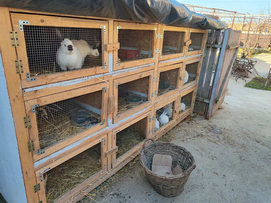 Iepurași de vânzare