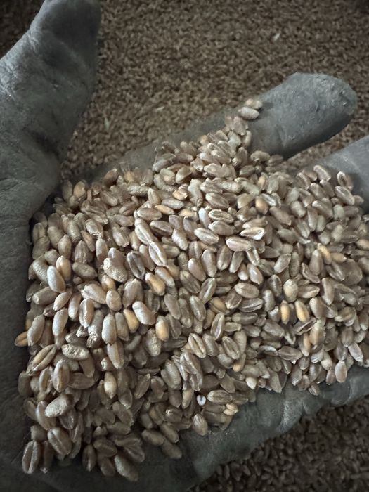 Vand grau recolta 2025