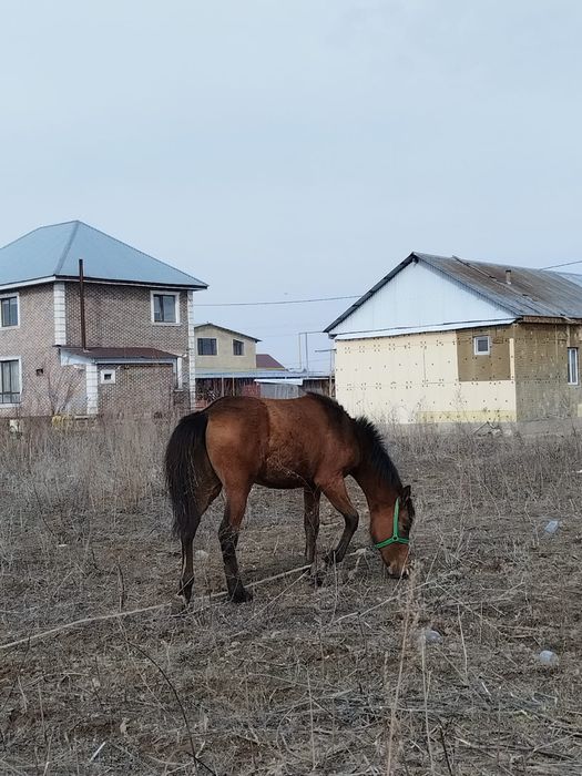 Домашний скоты, лощадь