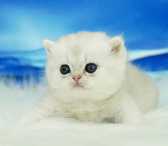 Британский зеленоглазый мальчик