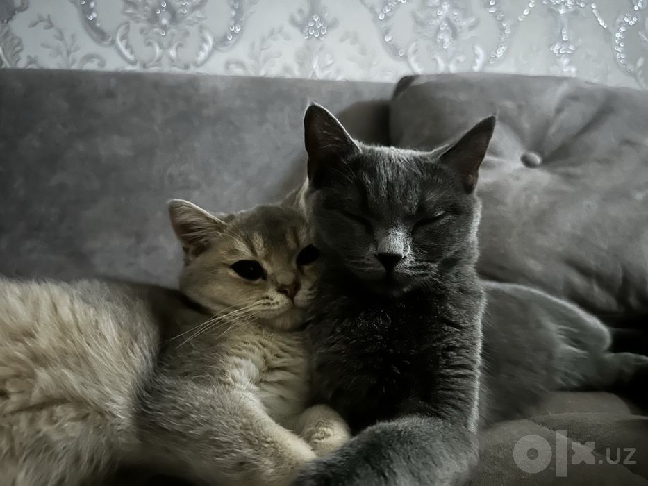 Кошка породстая