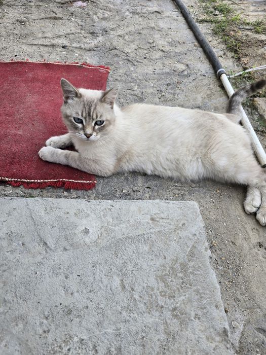 Отдам в добрые руки кота