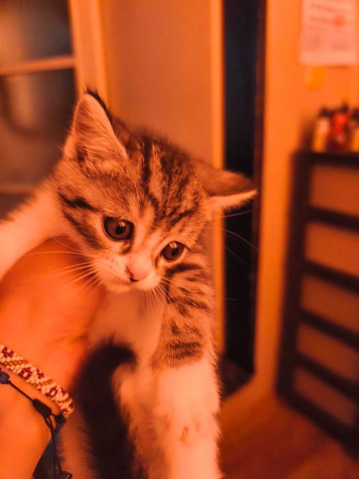 Подарявам котенца