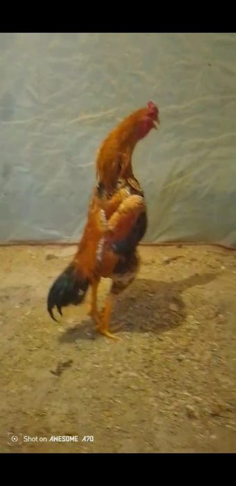 Дакани балапандары шамо .