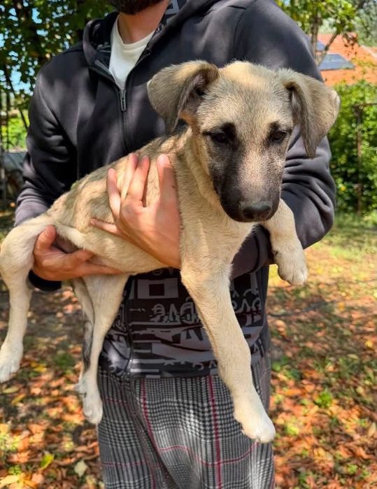 Catelușe pentru adoptie