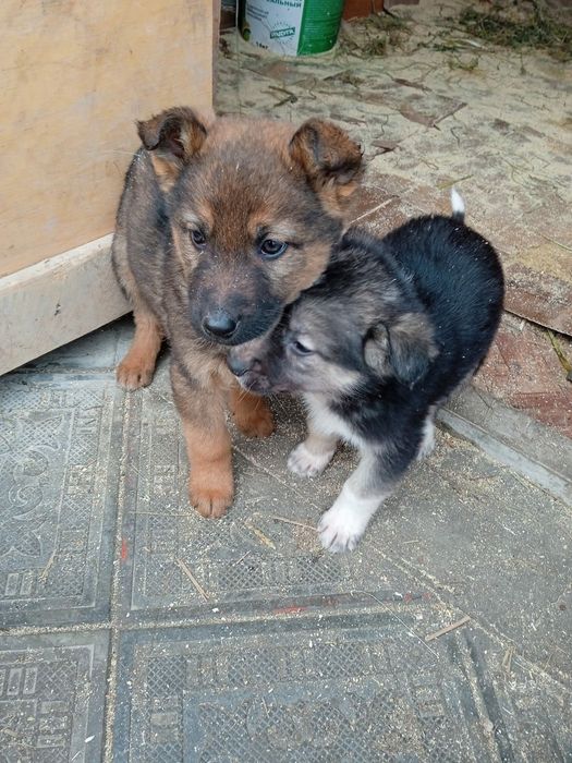 Щенки в добрые, ответственные руки.