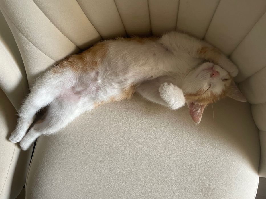 Отдам котёнка( бесплатно)