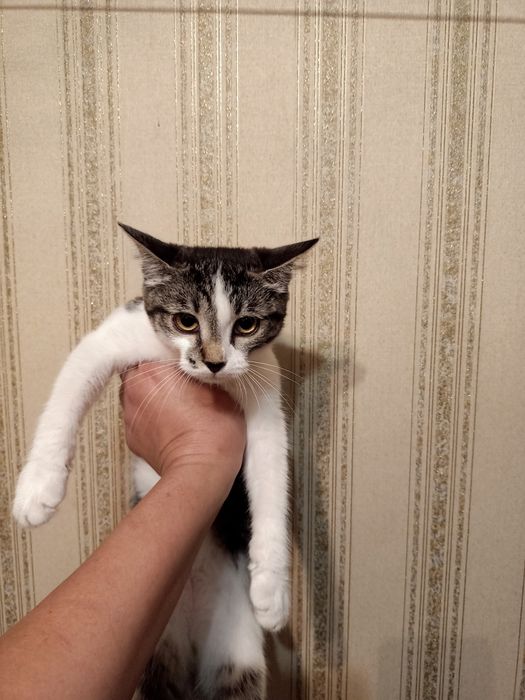 Әдемі марғаулар тегін. Красивые котята.