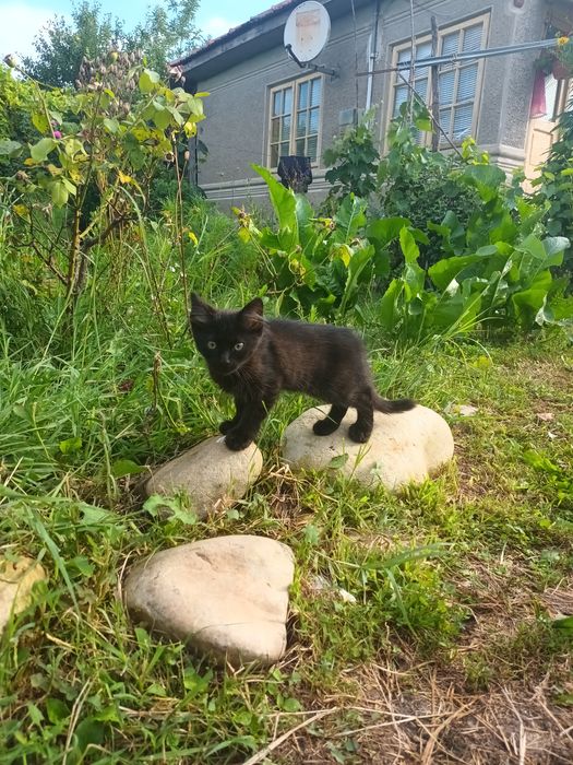 5 pisoi pt adoptie, 2 luni