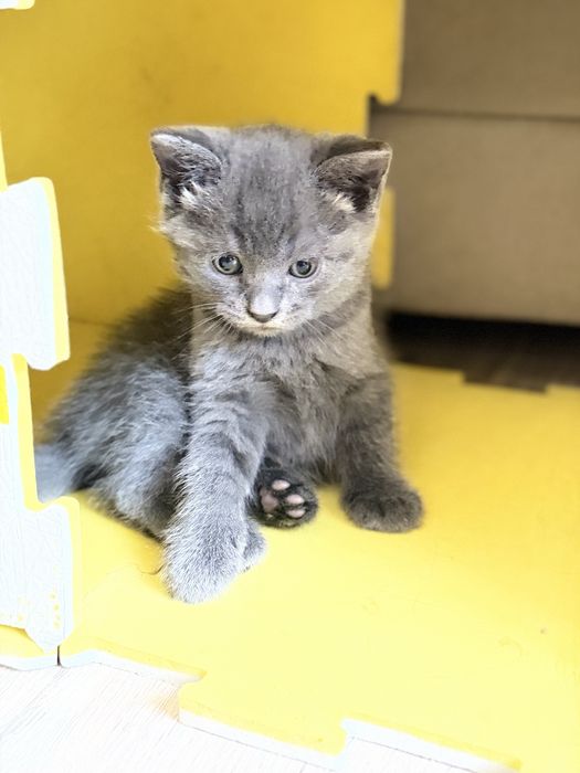 Отдам котенка. Девочка