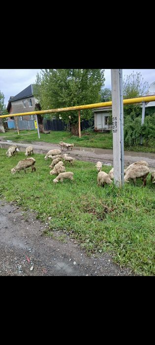 Продам Баран с ягнятами.