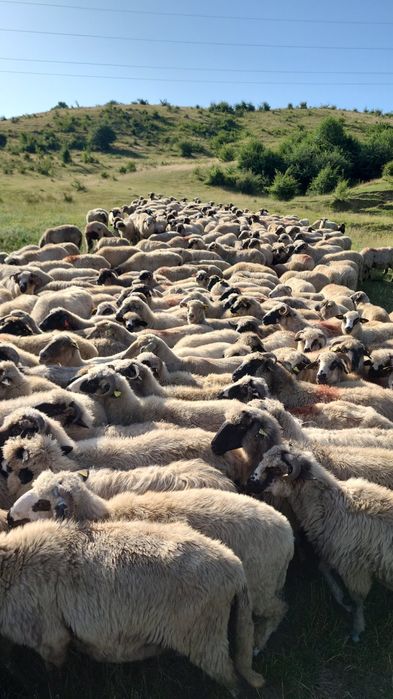 Vând animale Seica Mare