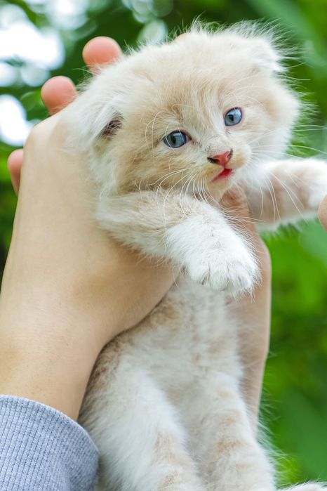 Scotish Fold sotiladi !