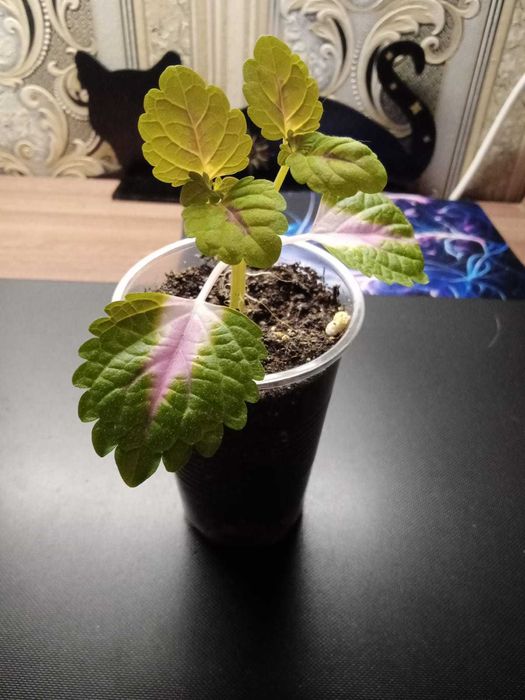 Черенок Колеуса.