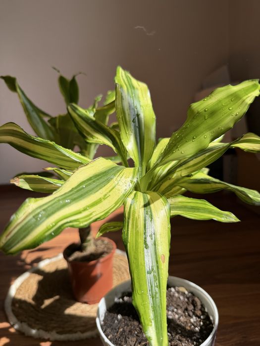 Драцены в ассортименте 50 см