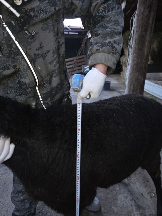 Тұсақ и қошқар сатылады.